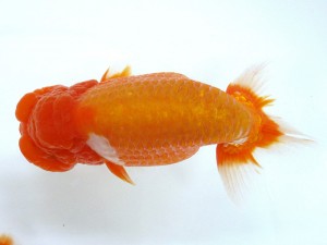 第21回観栄らんちう会品評大会 西大関　真鍋健治　松山