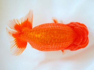 第21回観栄らんちう会品評大会 西大関 斎藤弘栄 第21回観栄らんちう会品評大会 西大関 斎藤弘栄