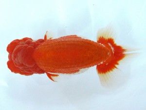 第21回観栄らんちう会品評大会 立行司　長野文之　四国中央