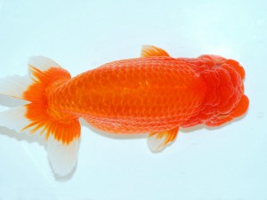 第21回観栄らんちう会品評大会 立行司 斎藤金二 第21回観栄らんちう会品評大会 立行司 斎藤金二