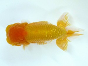 第21回観栄らんちう会品評大会 取締一　安田裕喜　松山