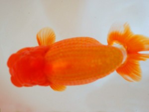 第21回観栄らんちう会品評大会 取締一 大佐賀孝顕 第21回観栄らんちう会品評大会 取締一 大佐賀孝顕