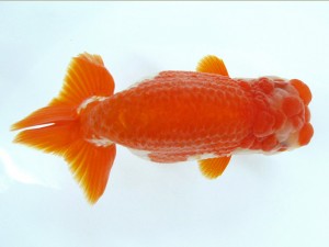 第21回観栄らんちう会品評大会 取締二　田村真一　久万高原