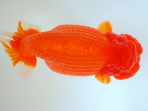 第21回観栄らんちう会品評大会 取締二 田中孝俊 第21回観栄らんちう会品評大会 取締二 田中孝俊