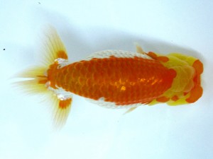 第21回観栄らんちう会品評大会 東大関　石丸　泰　松山