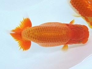 第21回観栄らんちう会品評大会 西大関　仙波睦美　松山