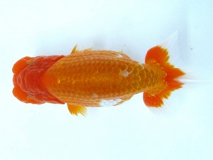 第21回観栄らんちう会品評大会 立行司　仙波睦美　松山