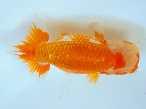 第21回観栄らんちう会品評大会 立行司 酒井直樹 第21回観栄らんちう会品評大会 立行司 酒井直樹