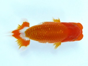 第21回観栄らんちう会品評大会 取締一　直野高幸　新居浜