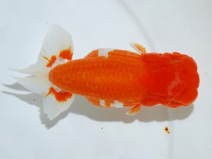 第21回観栄らんちう会品評大会 東大関　物部光宏