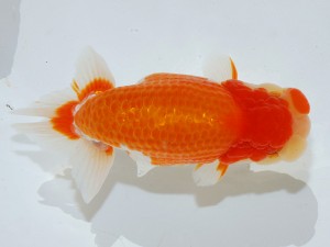 第21回観栄らんちう会品評大会 西大関　星野幸信