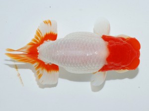 第21回観栄らんちう会品評大会 立行司　物部光宏