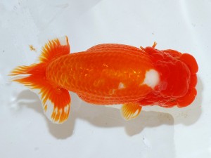 第21回観栄らんちう会品評大会 取締一　石川　晃