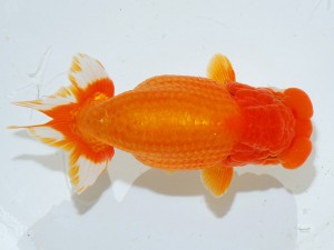 第21回観栄らんちう会品評大会 取締二　物部光宏