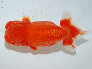 第21回観栄らんちう会品評大会 東大関　岡田　隆