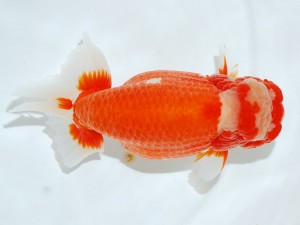 第21回観栄らんちう会品評大会 西大関　浅尾富夫