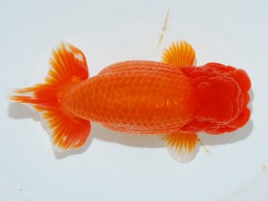 第21回観栄らんちう会品評大会 立行司　白石友太朗