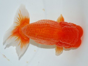 第21回観栄らんちう会品評大会 取締一　鳥屋尾保広