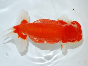 第21回観栄らんちう会品評大会 取締二　白石友太朗