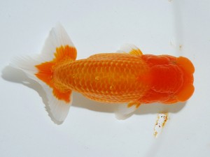 第21回観栄らんちう会品評大会 東大関　物部光宏