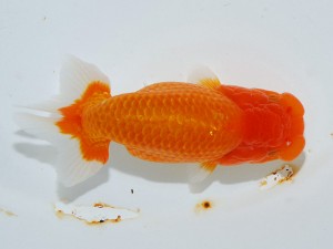 第21回観栄らんちう会品評大会 西大関　物部光宏