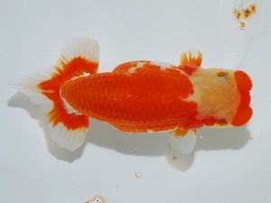 第21回観栄らんちう会品評大会 立行司　物部光宏