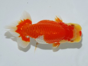 第21回観栄らんちう会品評大会 取締一　物部光宏