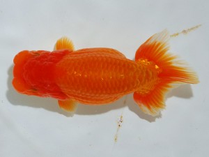 第21回観栄らんちう会品評大会 取締二　物部光宏