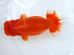 第21回観栄らんちう会品評大会 東大関　熊澤　誠　伊勢原