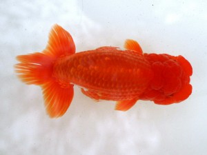 第21回観栄らんちう会品評大会 西大関　熊澤　誠　伊勢原