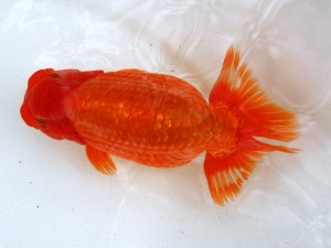 第21回観栄らんちう会品評大会 取締一　高瀬有三　厚木