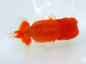 第21回観栄らんちう会品評大会 取締二　岩本公文　伊勢原