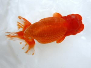 第21回観栄らんちう会品評大会 東大関　安田英一　川崎