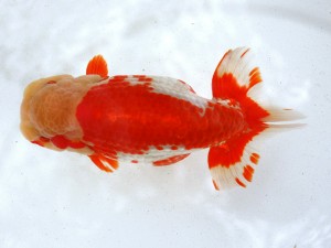 第21回観栄らんちう会品評大会 立行司　熊澤　誠　伊勢原