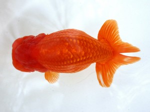 第21回観栄らんちう会品評大会 取締一　田代裕則　平塚