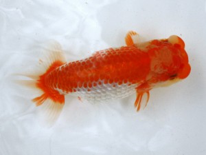 第21回観栄らんちう会品評大会 取締二　八矢貞亮　厚木