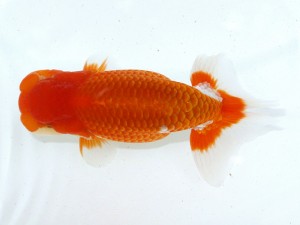 第21回観栄らんちう会品評大会 東大関　熊澤　誠　伊勢原