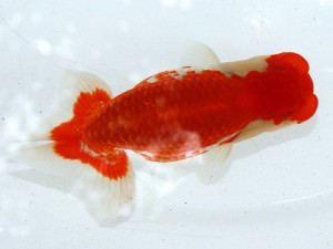 第21回観栄らんちう会品評大会 西大関　上田美三子　中井