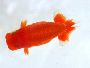 第21回観栄らんちう会品評大会 立行司　田代裕則　平塚