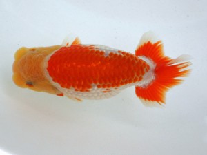 第21回観栄らんちう会品評大会 取締二　林　克彦　厚木