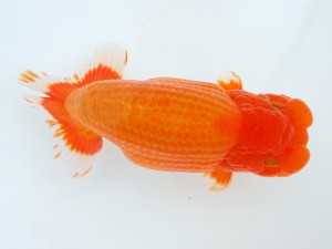 第1回駿河らんちゅう会品評大会　東大関　松本芳夫　静岡市