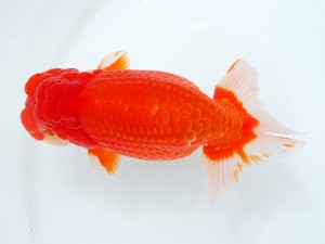 第1回駿河らんちゅう会品評大会　西大関　吉村文雄　沼津市