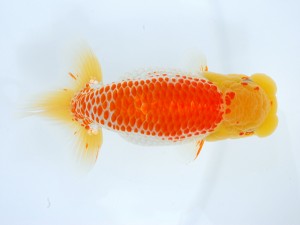 第1回駿河らんちゅう会品評大会　取締一　篠原達也　富士市