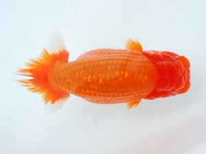 第1回駿河らんちゅう会品評大会　取締二　石橋賢治　富士市