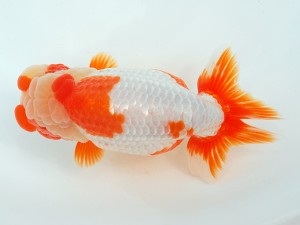 第1回駿河らんちゅう会品評大会　東大関　石橋賢治　富士市