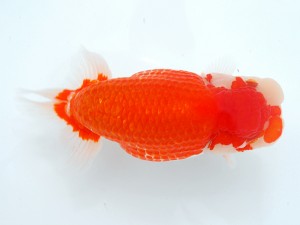 第1回駿河らんちゅう会品評大会　西大関　青池秀介　清須市