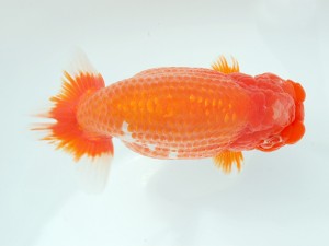 第1回駿河らんちゅう会品評大会　立行司　石橋賢治　富士市