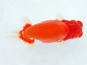 第1回駿河らんちゅう会品評大会　取締二　長田守正　裾野市