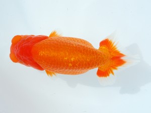 第1回駿河らんちゅう会品評大会　西大関　松本芳夫　静岡市