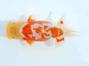 第1回駿河らんちゅう会品評大会　立行司　影山　繁　沼津市